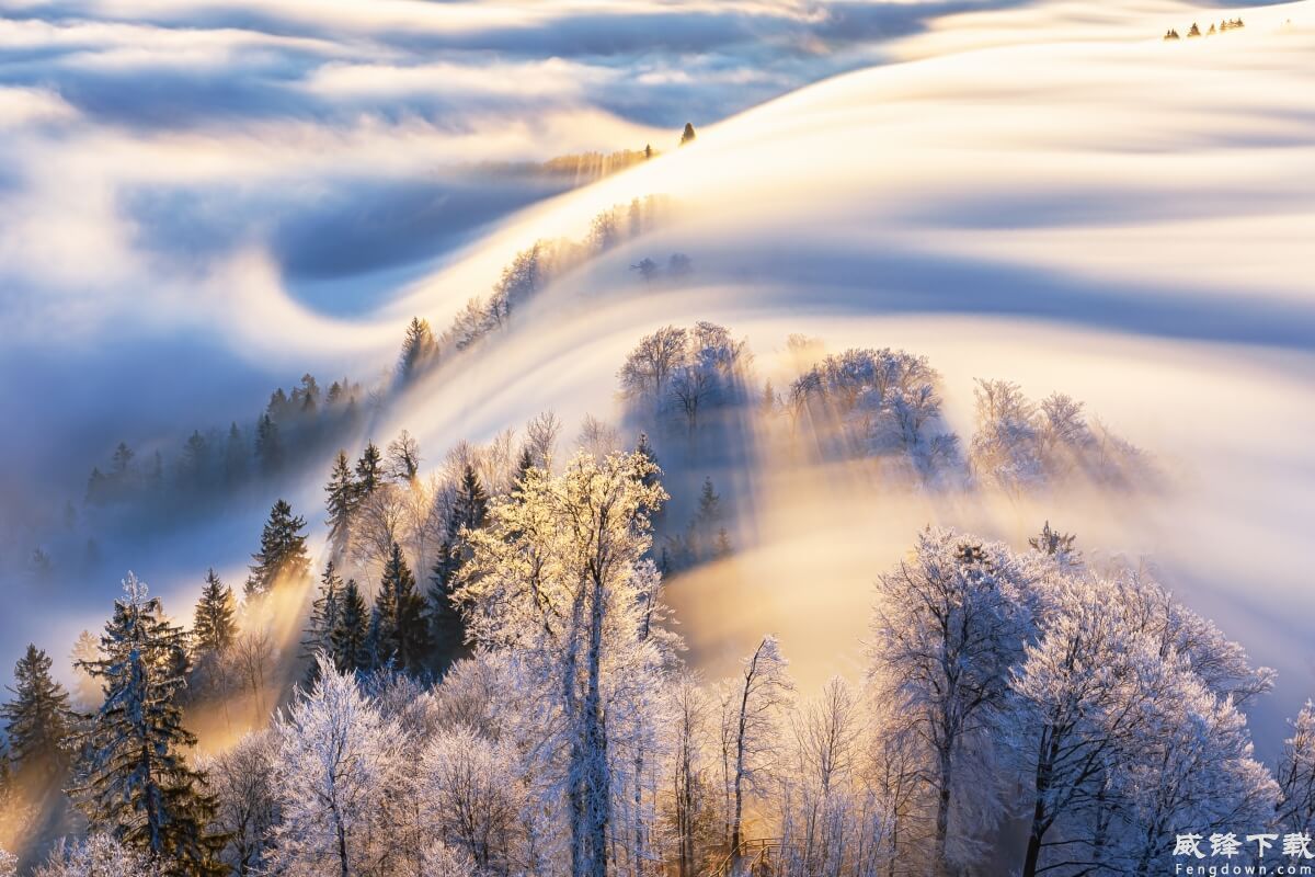 雾波树林自然美景4k高清风景壁纸