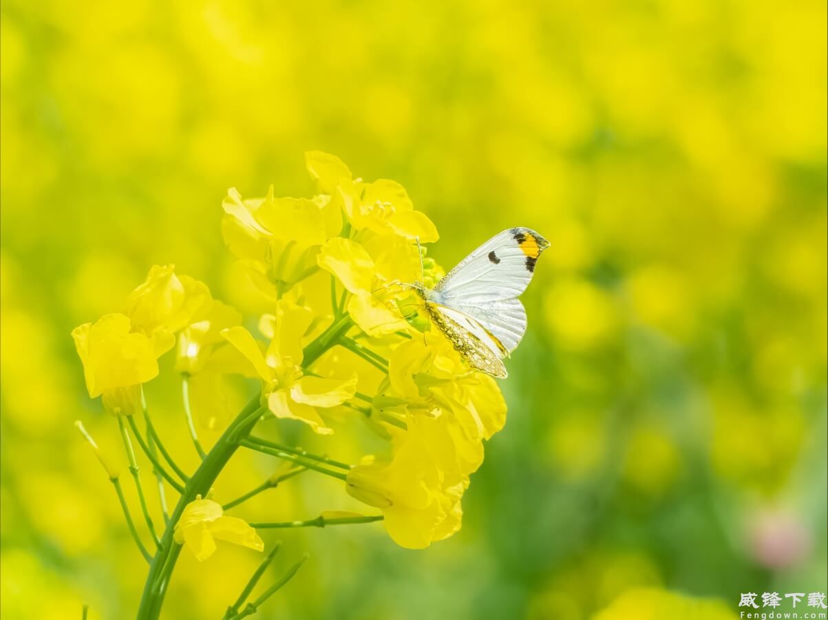油菜花 蝴蝶 4k壁纸