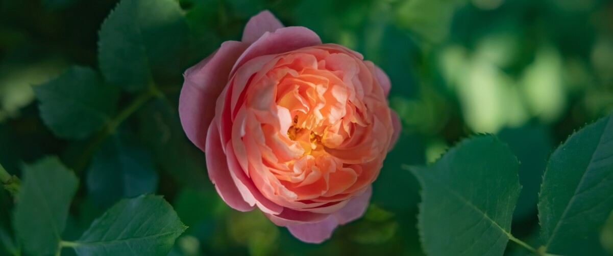 玫瑰花 电脑壁纸