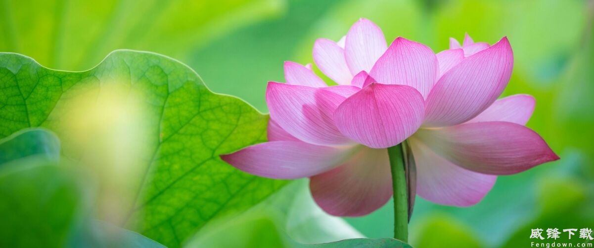 粉色荷花3440x1440带鱼屏壁纸