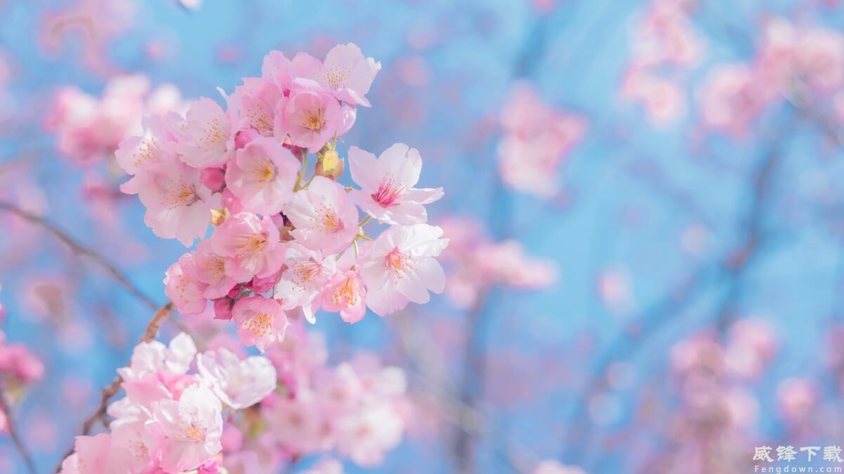 粉色樱花4K电脑壁纸