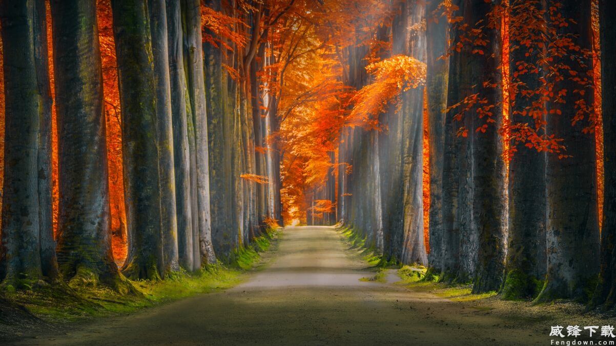 森林秋季阳光通路4k风景壁纸