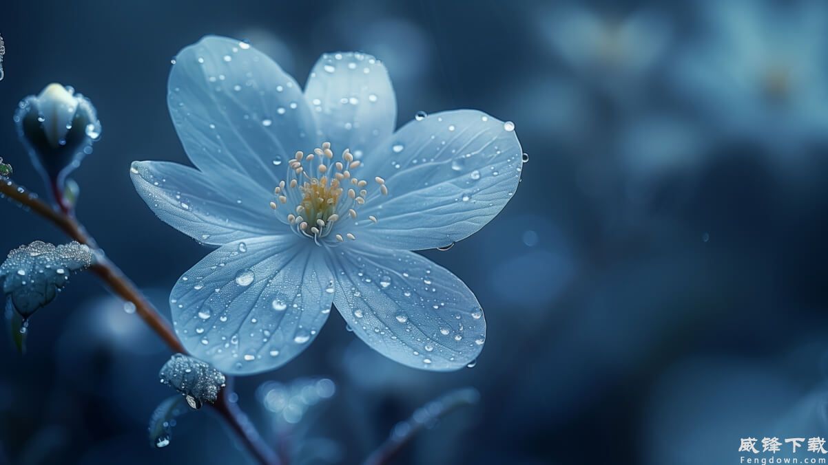 天蓝色白花 景深 4k壁纸