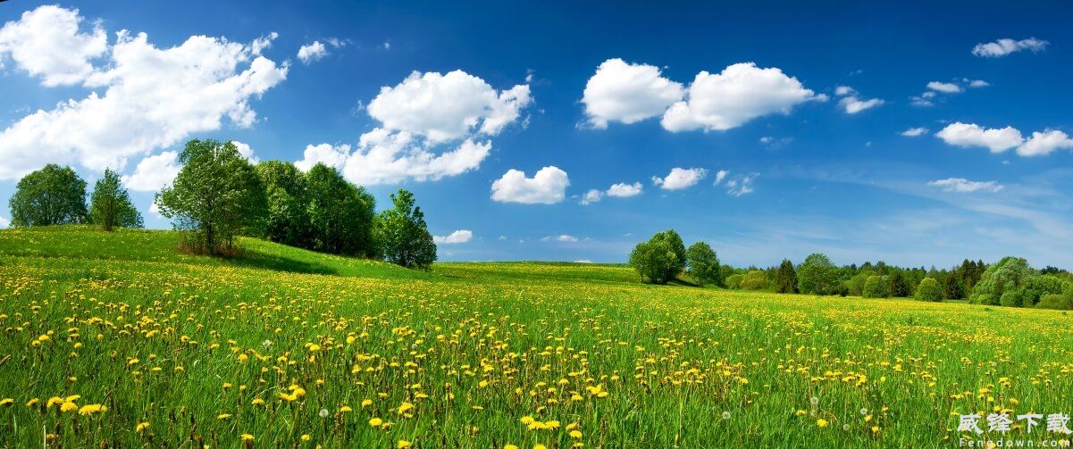 蓝天白云树丛和花海 风景壁纸