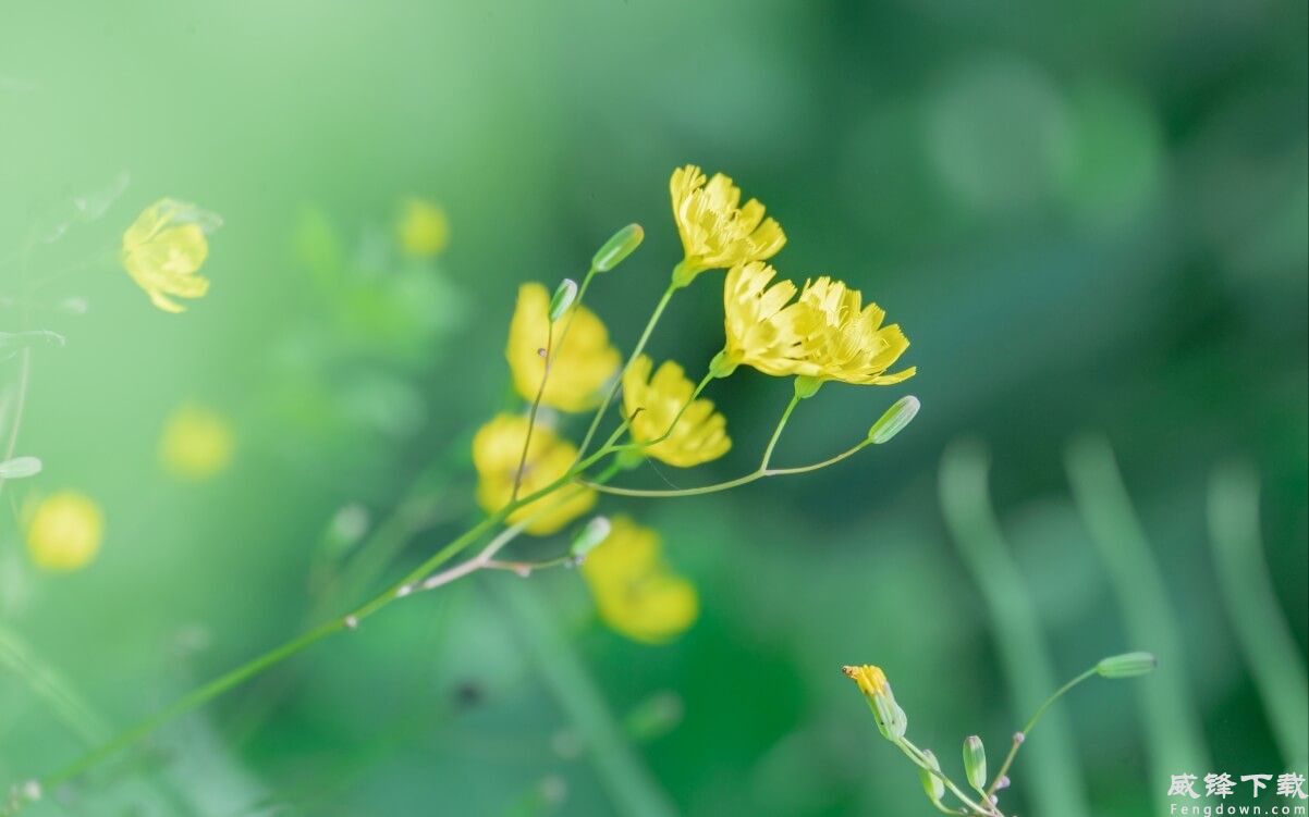 自然 清新 小花 4k壁纸