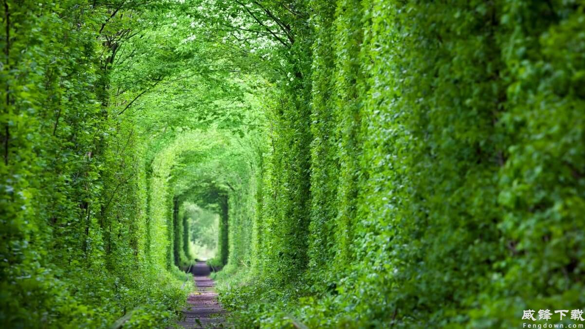 乌克兰 梦幻般的爱情隧道 绿树和铁路4k风景壁纸