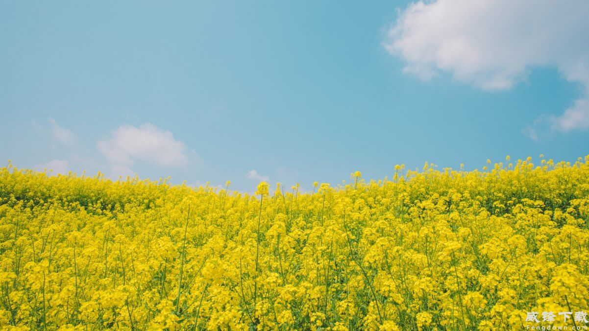 油菜花 蓝天 白云 风景高清4k壁纸